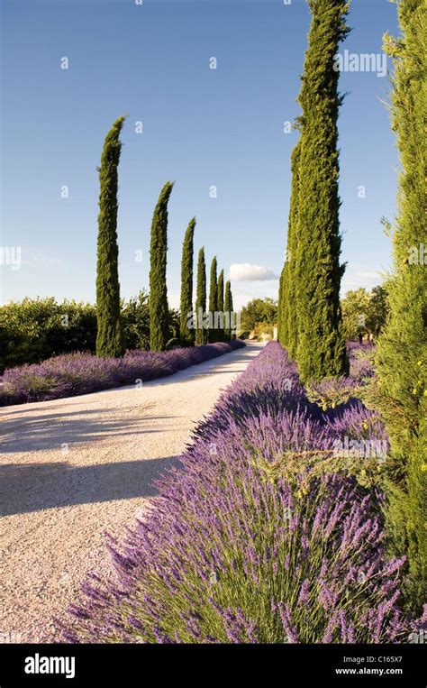 Provencal Driveway Lined With Lavender Plants And Cypress Tress Stock