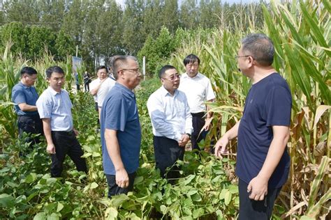 农业农村部种植业管理司副司长吕修涛调研我省秋粮生产工作各地行业动态河南畜牧兽医信息网