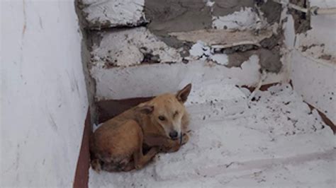 Chien Abandonn D Couvre Enfin Le Bonheur Dans Un Foyer Chaleureux