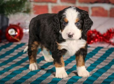 Mini Bernedoodle Puppy Versus Adult Comparisons Walnut Valley Puppies