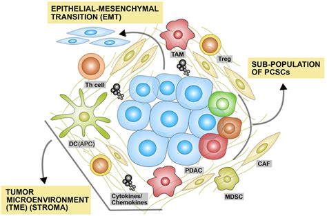 Major Molecular Contexts Underlying Drug Resistance In Pancreatic