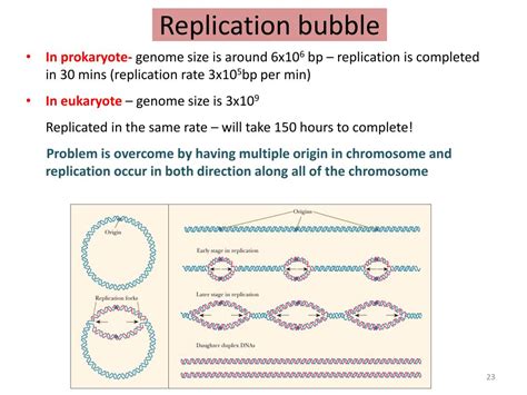 Dna Replication Bubble Diagram