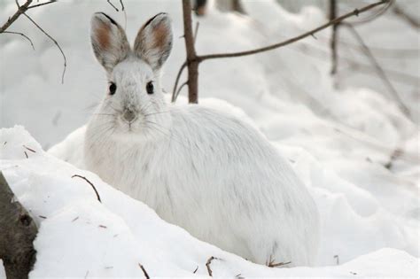 Snowshoe hare Lièvre d Amérique Lepus americanus Flickr