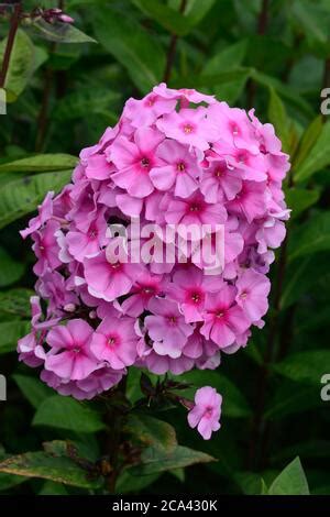 Phlox Paniculata Eva Cullum Stock Photo Alamy