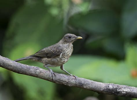 Turdus Grayi Nombre N Mirla Nombre Cient Fico Turdus Flickr