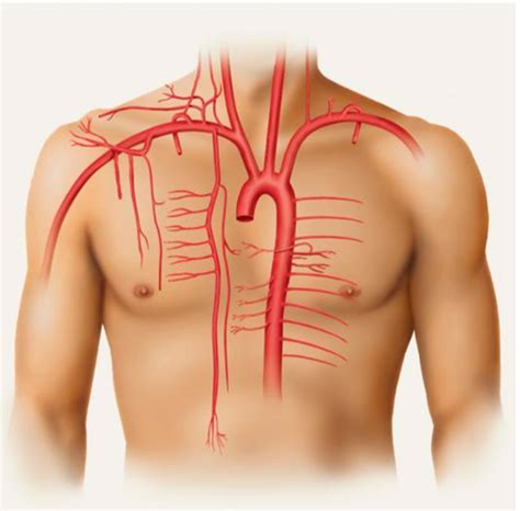 Thorax Blood Vessels Diagram Quizlet