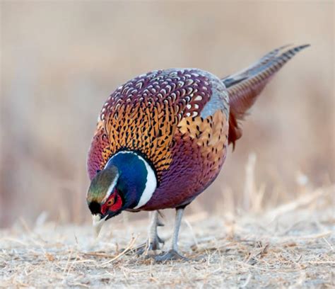 Pheasant Feeding Stock Photos Pictures And Royalty Free Images Istock