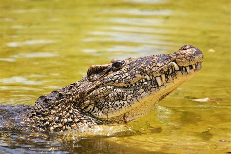 Cuban Crocodile - Crocodile Facts and Information