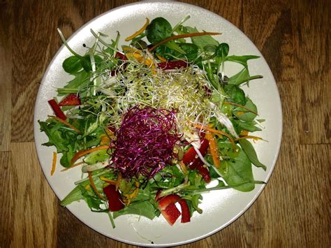 Eat Raw Feed Raw Barefood Salat Mit Sprossen