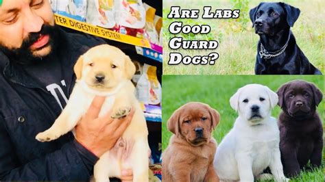 Things To Know About Labrador Retriever Is Good Guard Or Watch Puppy