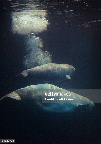 Chicago Aquarium Debuts Its New Beluga Whale Photos And Premium High