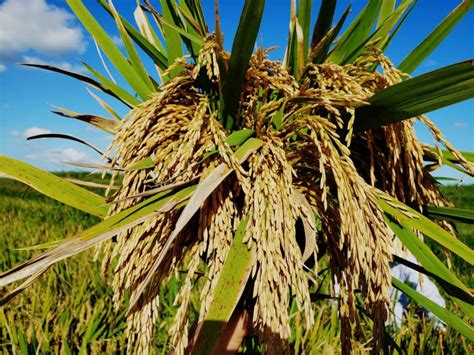 Sementes Híbridas De Arroz Ajudam O Agricultor Aumentar Produtividade