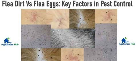 Understanding Flea Dirt and Flea Eggs: Key Factors in Pest Control