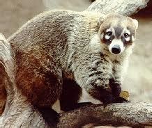 Reproduction - Coati