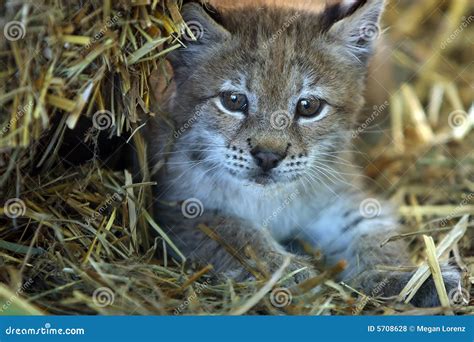 Baby Lynx Stock Photo Image Of Alert Closeup Laying 5708628