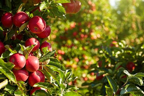 6 Best Apple Orchards In West Virginia Local Farms