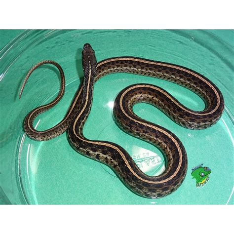 Florida Garter Snake - juvenile to adult Males - Strictly Reptiles Inc.