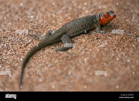 Las Islas Galápagos una hembra de lagarto de lava en Bartolomé Isla