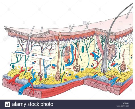 Human Skin Cross Section High Resolution Stock Photography And Images