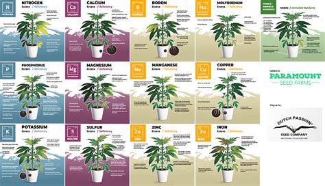 How To Diagnose Treat And Prevent Cannabis Nutrient Deficiencies