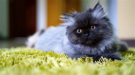 15 Best Adorable Names for Persian Cats