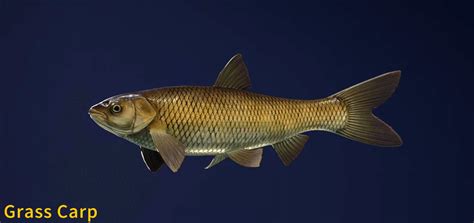 Grass Carp - Fish Species - COTW: The Angler Wiki