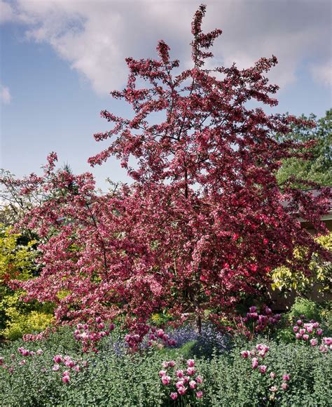 Planting A Crabapple Tree Near Your Home Feasibility And Considerations Riveal