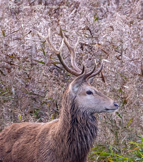 Stag Mark Slobin Flickr