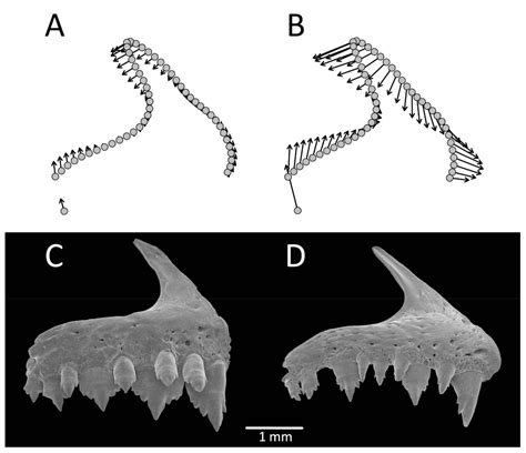 Applied Sciences Free Full Text Parallel Evolution Of Allometric