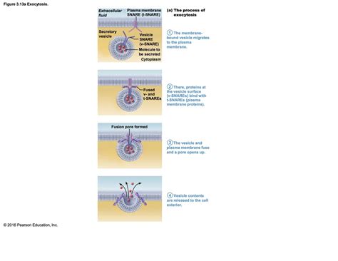 Exocytosis Diagram | Quizlet