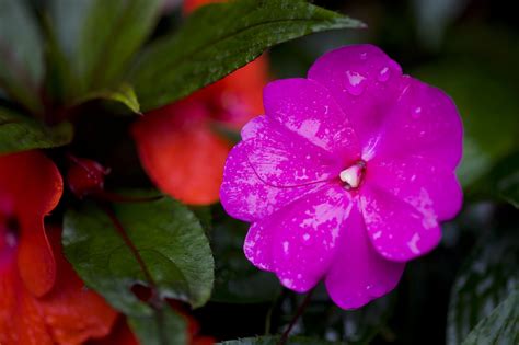 Growing Tips And Care For New Guinea Impatiens