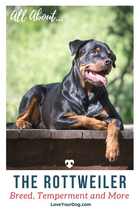 Rottweiler Dog Breed Information Facts Traits Pictures And More