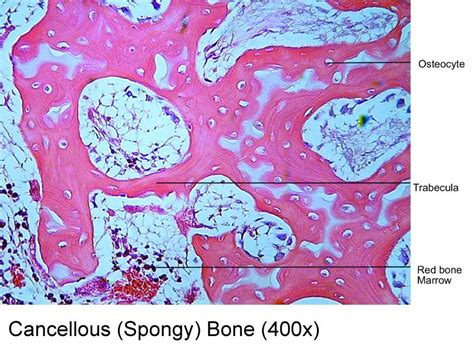 Cancellous Bone Diagram Quizlet