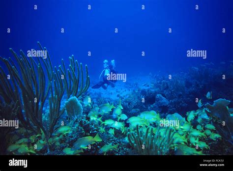 Scuba Diver At Coral Reef Stock Photo Alamy