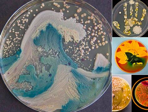 Bioeducarte Arte Microbiano Una Forma De Hacer Ciencia Art Sticamente