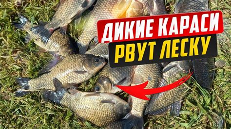 Дикие караси рвут леску. Жор карася на диком озере. - YouTube