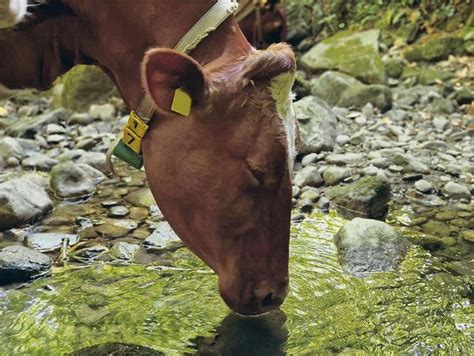 Wasser Ist Das Wichtigste Futtermittel Bauernzeitung Ch BauernZeitung