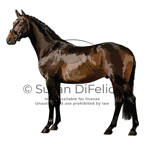 Trakehner Horse Illustration Susan Difelice