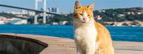 Veterinarian in Santa Clara, CA | Santa Clara Pet Hospital