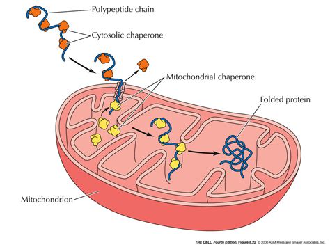 Er Golgi Lysosomes