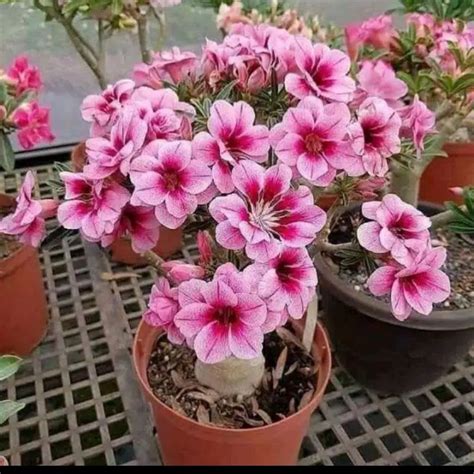 Jual Bibit Kamboja Jepang Adenium Obesum Desert Rose Shopee Indonesia