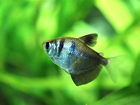 Black Tetra - Fishes World - HD Images & Free Photos