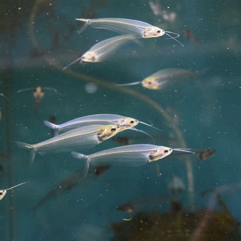 Ghost Glass Catfish For Sale At Aquarium Fish Depot