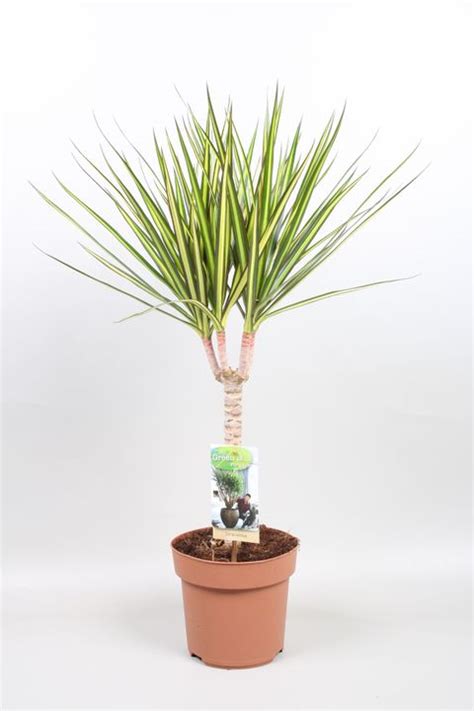 Dracaena Marginata Sunray Plant Wholesale Floraccess