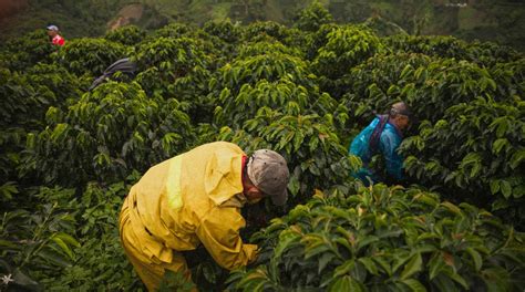 Fungicidas Usados No Cultivo De Caf Afetam Horm Nios E Enzimas Do