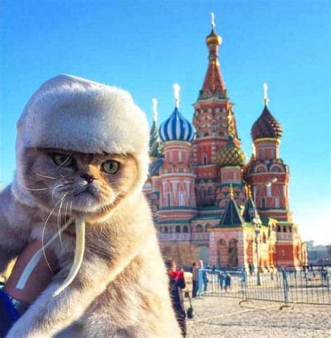 Cats In Russia Gallery Worldwideinterweb