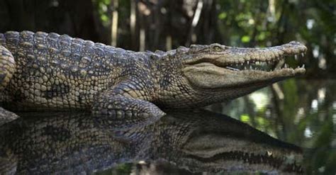 Crocodile Sightings are Common in some areas of Costa Rica Why?