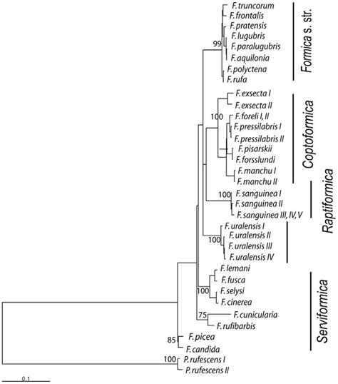 Maximum Likelihood Tree Showing Phylogenetic Relationships Among 32