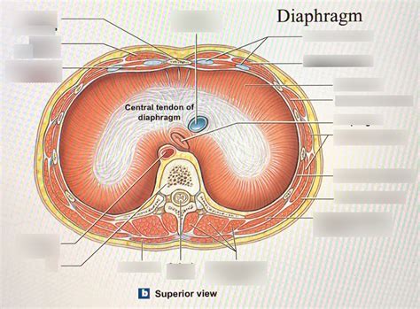 Superior View Of Diaphragm Muscles Diagram Diagram Quizlet