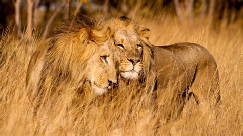 Best Safaris For Lion In Zambia Sightings Expert Africa